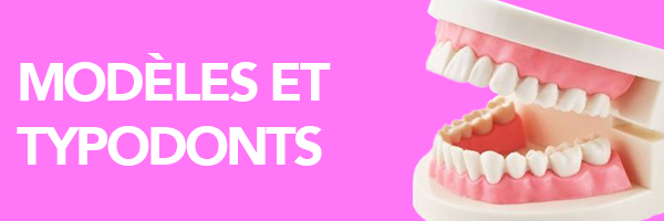 Modèles dentaires et typodonts pour les étudiants FR Modèles dentaires et typodonts pour les étudiants FR