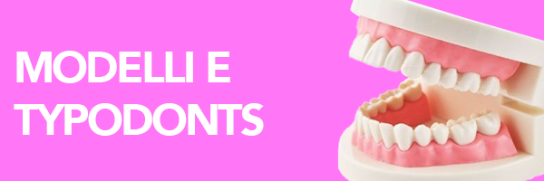 Modelli e Typodont dentali per gli studenti IT Modelli e Typodont dentali per gli studenti IT