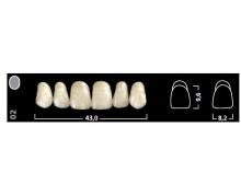 Denti IVOSTAR AD anteriori superiori 33