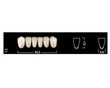 Denti IVOSTAR anteriori inferiori 15