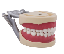 Typodont Compatible Columbia 860 et Nissin® Adulte