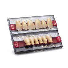 VIVODENT S PE anterior A13 superior teeth