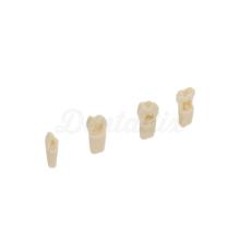 Denti campione per i modelli di protesi per bambini
