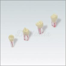 Dientes para Tipodonto AK62ZPUF