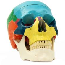 Cranio umano didattico con meccanismo di occlusione in scala 1:1