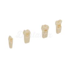 AK62Z: Modelo de Piezas Dentales Temporales para Preparaciones (10ud)