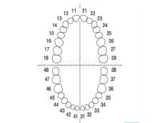 Dientes con Tornillos para Tipodonto A-3 (Paquete 10 uds)