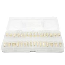 Teeth for Standard Type Typodont