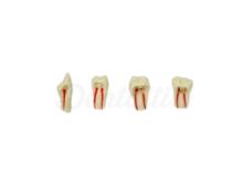 Denti per l'ededonzia del Tipodonto AG-3