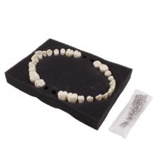 Rechange dents typodont ANA4