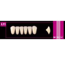 Cosmo HXL: Dientes Acrílicos Anteriores Inferiores (6 uds)