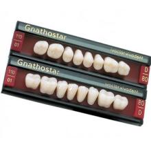 Denti Gnathostar posteriori superiori D84