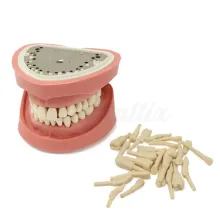 Set de 28 Dentes para Typodont Clónico Adulto