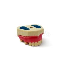 Typodont Maxilar Superior para Prática de Elevação de Seio Maxilar, Implante e Sutura