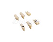 Set di denti per il modello A-PZ (27 denti)
