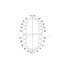 AK-6/2 : Set de 20 Dents de Lait et 4 Molaires Permanentes