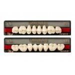 Dentes superiores anteriores MONDIAL T515