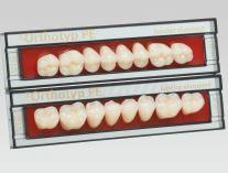 SR ORTHOTYP: denti posteriori superiori N5