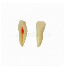 ANA4Z3: Model of Dental Pieces for Permanent Preparations Suitable Rx (10 Units)