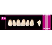 Dientes COSMO HXL anteriores superiores T16