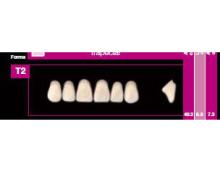 COSMO HXL dents supérieures précédente T16