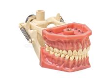 Typodont Adulte A3 : Mandibule avec Articulateur (32 dents)