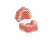AK-6/2 : Modèle à denture mixte pour enfants