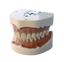 Typodont de Plastique Thermostable