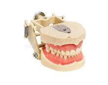 ANA-4 : Typodont Adulte avec Articulateur Réglable