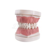 Tipodonto Infantil AK6 Con Placa Base