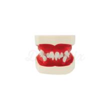Typodont pour les pratiques orthodontiques