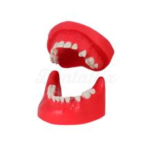 Typodont chirurgical sans articulateur pour pratiques