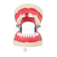 Endodontie Tipodont