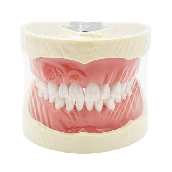 Nissin Type Dental Typodont - NEUBER | Dental Supplies at the Best